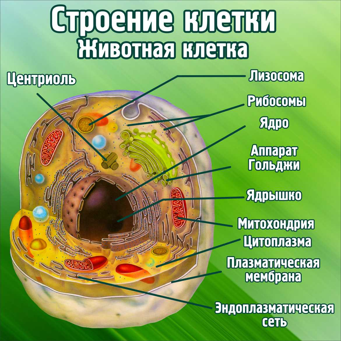 Стенд в кабинет биологии Строение клетки Животная клетка купить в Старом  Осколе