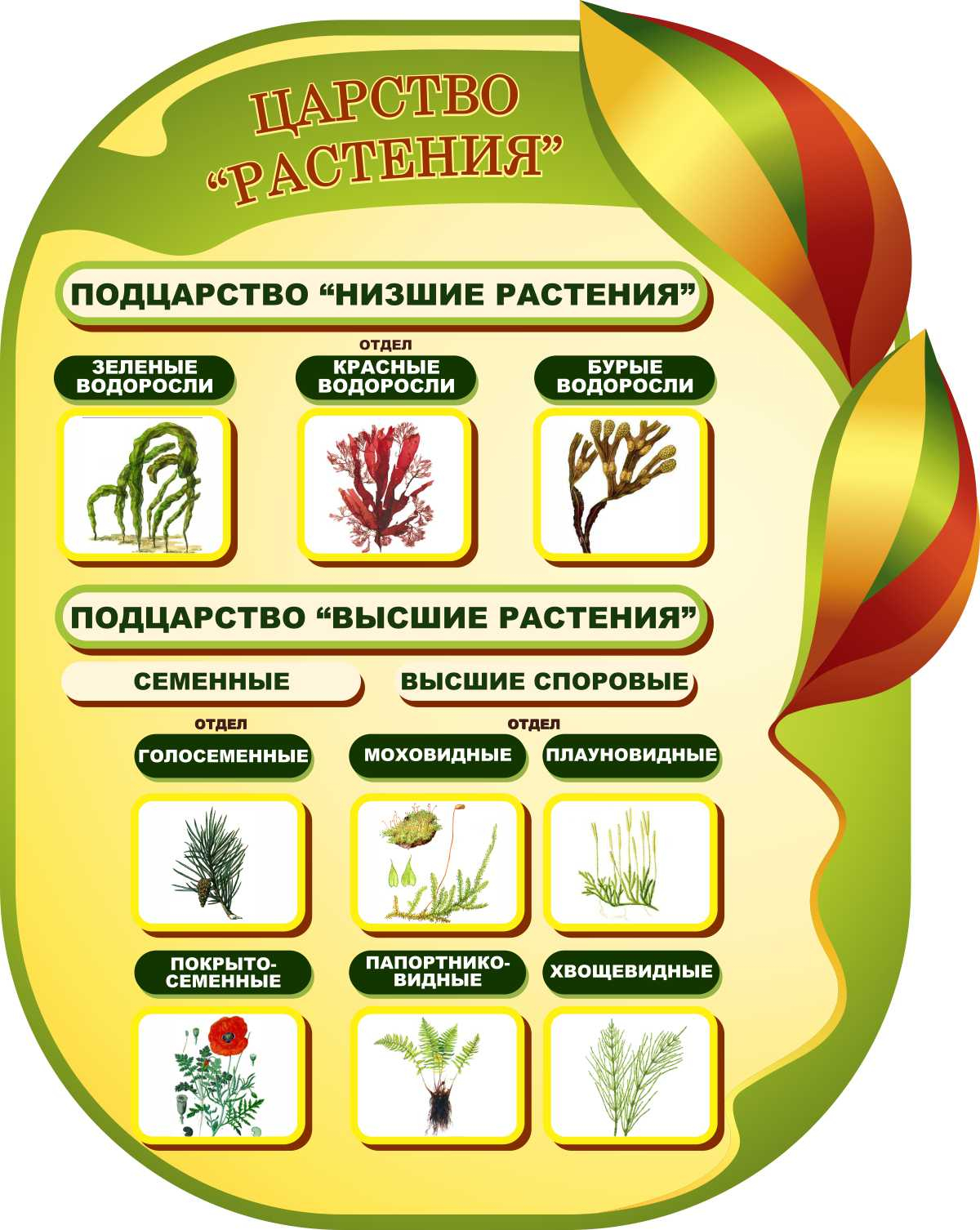 Царство Растения в Старом Осколе